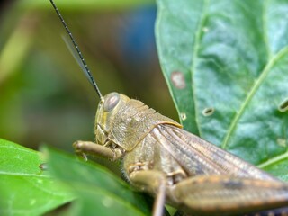 Side view macro of a brown grasshopper resting on a green leaf. Detailed view of the insect's eye, legs, and wings.