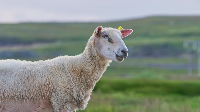 Single white ewe ruminates, chewing cud against lush, vibrant green hills in Finnmark, Norway, near Vard&oslash;: a cinematic Nordic, Arctic Scandinavia scene of summer grassland and tundra by a fjord coast.