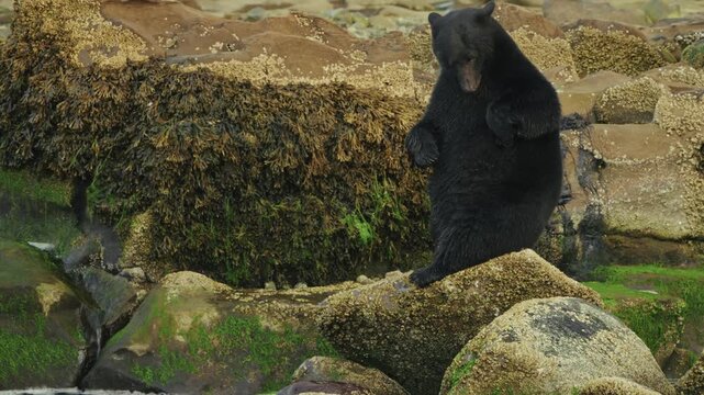 Black bear enjoys calm self-care on rocky shore in Port Hardy