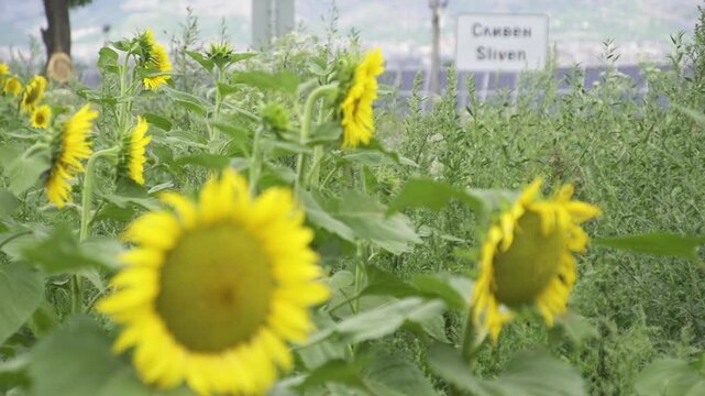 Focus pull starting from bright sunflowers in the foreground to a sign for Sliven city in the background. This is done during daytime in a natural setting. Bulgaria.