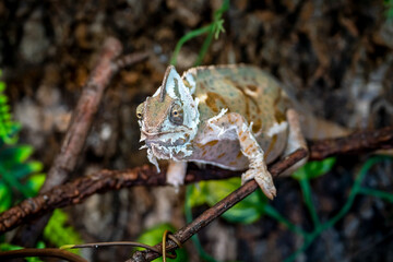 Fototapeta premium Up-close shot of a Veiled Chameleon shedding in a terrarium setting