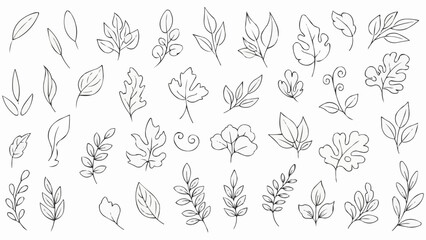 Collection of Hand Drawn Botanical Leaf Illustrations.