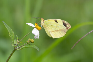 butterfly in a branch