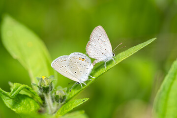 butterfly on a flower