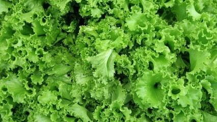 fresh green lettuce