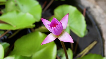 A close-up top view of a vibrant purple water lily flower beginning to open, showing delicate petals and a bright pink center against the soft green of floating lily pads.