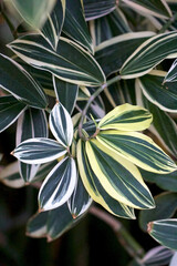 Variegated Green and Yellow Leaves Close up