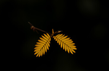 A pair of vibrant yellow Mimosa leaves, feather-like and symmetrical, glow against a pitch-black background.