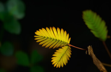 A bright yellow compound leaf unfurls gracefully from a woody stem, glowing against the shadowed green backdrop.