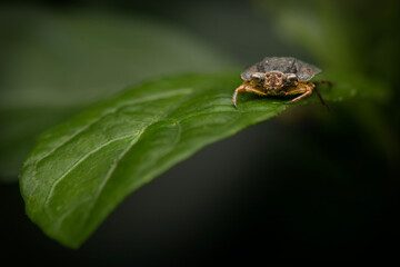 Toad bug found resting on a leaf in the Brisbane Botanical Gardens, Queensland.
