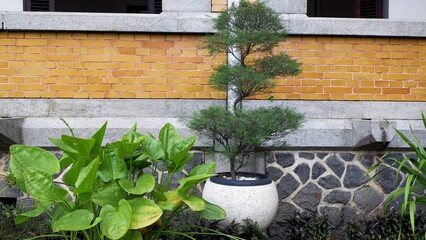 A spiral-trimmed conifer tree in a white speckled pot sits against an architectural backdrop of yellow bricks and grey stone masonry, flanked by large green leafy plants.