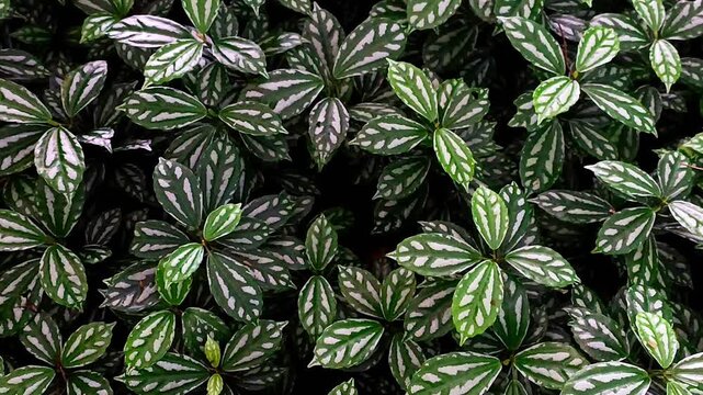 Shows a group of aluminum plant leaves with silver markings.