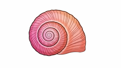 Detailed illustration of a pink spiral seashell. © rara