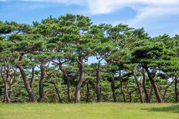 충남 당진시 솔뫼성지의 소나무 숲