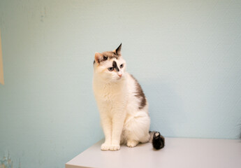 A cat is sitting on a table in a room with blue walls. It looks around the space