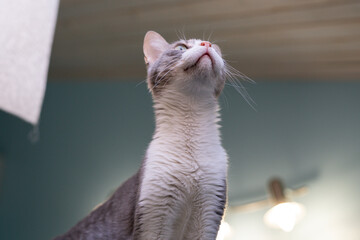 A cat stands on a surface, gazing upward at the ceiling lights in a room © Rudenko