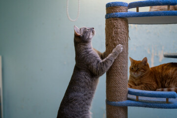 A gray cat is climbing a scratching post while a ginger cat relaxes on a shelf in a shelter
