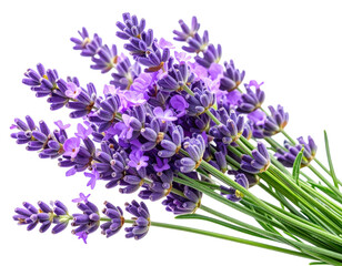 Fototapeta premium A beautiful bunch of fresh lavender flowers with green stems. transparent background png