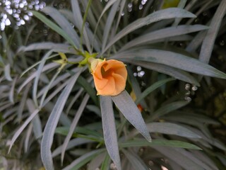 Beautiful orange flower bud unfolding gently amidst natural green foliage in a vibrant garden
