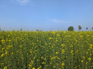 Expansive vibrant yellow mustard field blooming under a clear azure sky showcasing nature's beauty and vastness