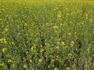 Expansive Golden Field of Blooming Agricultural Crops Under Bright Sun Nature's Seasonal Beauty