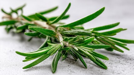 A close-up shot of a sprig of fresh green herb, showcasing its detailed leaves and textured stem against a neutral background