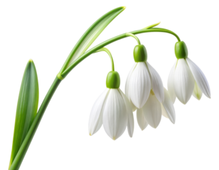 Three delicate white snowdrop flowers hanging gracefully on a stem. transparent background png