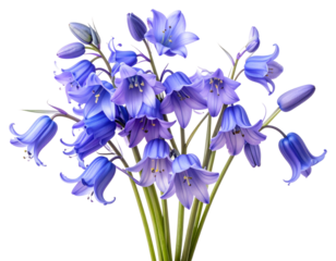 Vibrant bluebell flowers in full bloom showcasing their delicate bellshaped petals and rich indigo hues. transparent background png