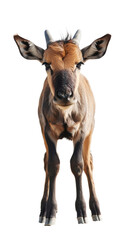 Fototapeta premium Young antelope calf standing and staring 