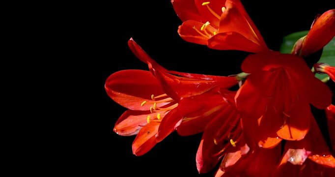Close up view of red bush lily or Natal lily on black background, commonly known as Kaffir lily.