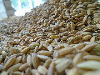 Paddy rice wallpaper. Close-up view of a large mound of unprocessed rice grains, showcasing their...