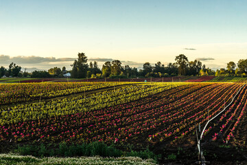 Oak Island Wildlife Refuge, Sauvie Island, Oregon	