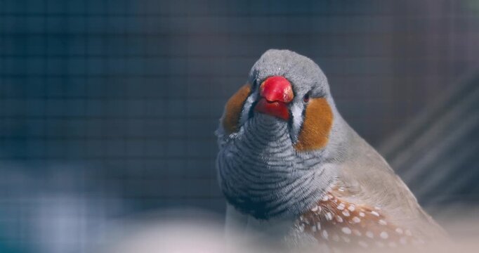 close-up photograph of an adult male Australian zebra finch also known as Taeniopygia guttata