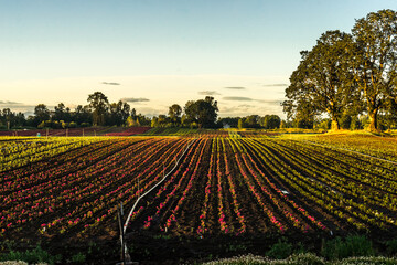 Oak Island Wildlife Refuge, Sauvie Island, Oregon	