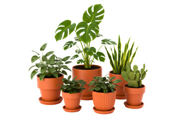 Fototapeta premium Group of various green houseplants in orange terracotta pots isolated on a transparent background