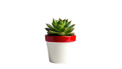 A small succulent plant in a white pot with a red rim, set on black