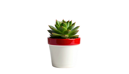 A small succulent plant in a white pot with a red rim, set on black
