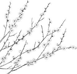 梅の枝のペン画