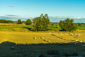 Oak Island Wildlife Refuge, Sauvie Island, Oregon	