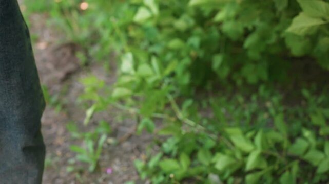 herbal bundle gathering, person ties aromatic herb bundle carefully outdoors, individual carefully prepares herbal seed pouches amidst lush green surroundings during outdoor gardening activity