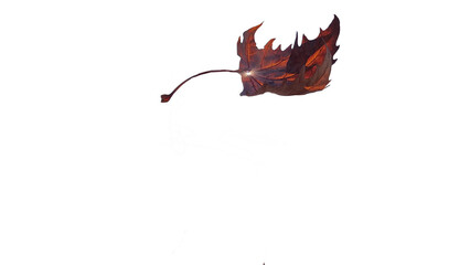 leaf dry falling down isolated for background