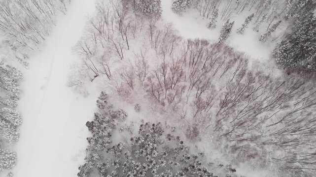 Drone Top Down snowed forest in Aomori Japan storm in winter resort, Frozen Mount Iwaki Volcano