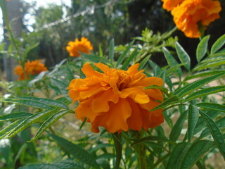 This beautiful marigold displays its bright orange petals, a cheerful sight in any garden. Bright orange Marigold Flower in Garden – Close-Up Nature Photography