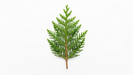 Single green conifer twig shaped like a tiny tree, evergreen foliage isolated on bright white background, minimalist botanical symbol of winter, Christmas, and nature


