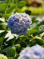 Hydrangea Blossom in Sunlit Garden