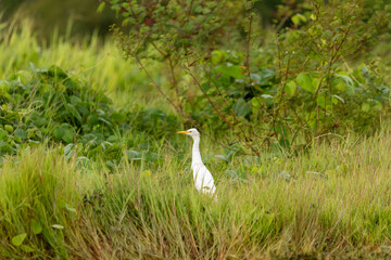 Western cattle egret standing in tall grass surrounded by lush tropical vegetation, showcasing white plumage and alert posture in natural habitat