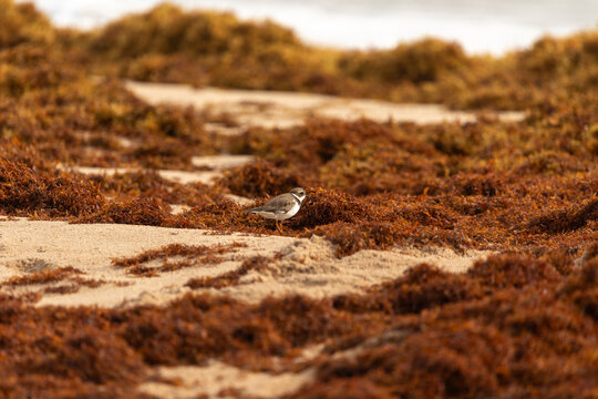 Semipalmated plover standing among sargassum seaweed on sandy beach, small migratory shorebird in coastal environment