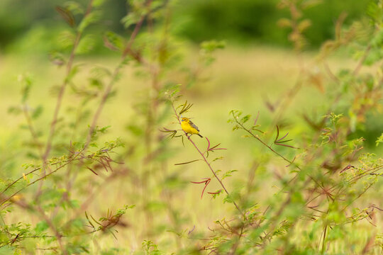 Grassland yellow-finch perched on wild shrub in open field, small tropical songbird surrounded by soft green foliage