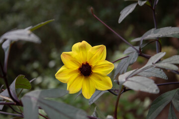 Fototapeta premium a single yellow dahlia flower