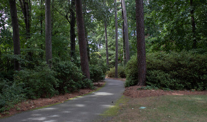 Fototapeta premium a road in the forest